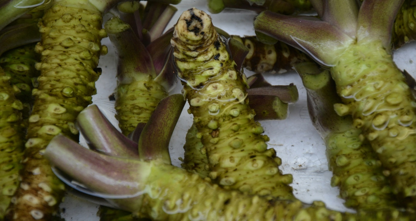Echter Wasabi: Schärfe, Aroma & Mythen rund um den grünen „Meerrettich“