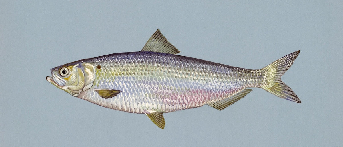 Das große Fisch-1×1