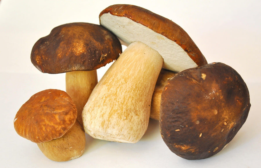 Pilze – Fleischersatz und Multitalent in der Küche
